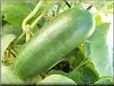 very large cucumber