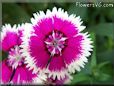 pink white dianthus flower