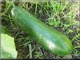 very large cucumber
