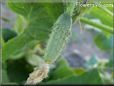 small cucumber