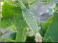 small cucumber