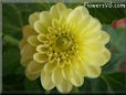 yellow dahlia flower