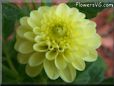 yellow dahlia flower