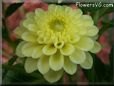 yellow dahlia flower