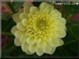 yellow dahlia flower