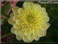 yellow dahlia flower