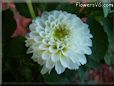 white dahlia flower
