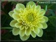 yellow dahlia flower