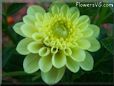 yellow dahlia flower