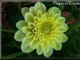 yellow dahlia flower