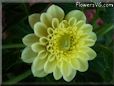 yellow dahlia flower