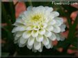 white dahlia flower