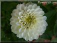white dahlia flower