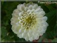 white dahlia flower