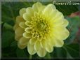 yellow dahlia flower