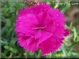 light purple carnation flower