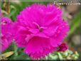 light purple carnation flower