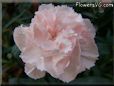 pink carnation flower
