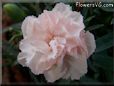 pink carnation flower