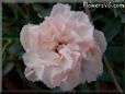 pink carnation flower