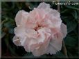 pink carnation flower