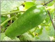 very large cucumber