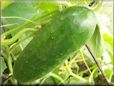 very large cucumber