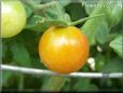 orange cherry tomato