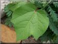 cotton leaf