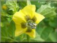 tomatillo flower
