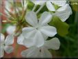 white plumbago flower