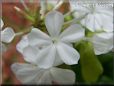 white plumbago flower