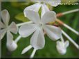 white plumbago flower