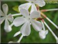 white plumbago flower