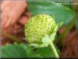 small green strawberry