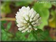 white clover flower