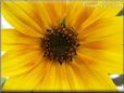 sunflower flower