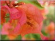 pink bougainvillea flower