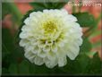 white dahlia flower