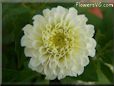 white dahlia flower