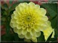 yellow dahlia flower