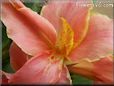 pink canna flower