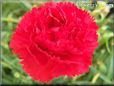 red carnation flower