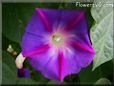 blue purple morning glory flower