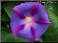 blue purple morning glory flower