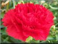 red carnation flower