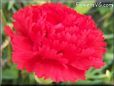 red carnation flower