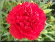 red carnation flower