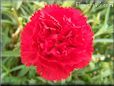 red carnation flower