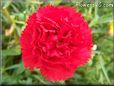 red carnation flower